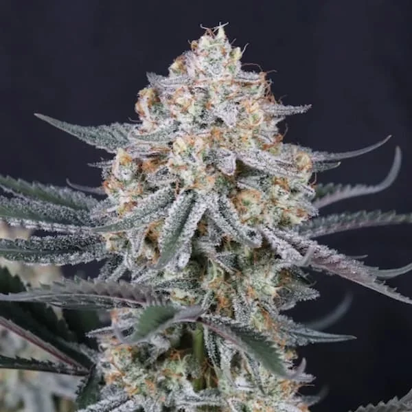 Guava Sundae 2