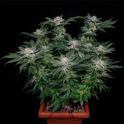 Purple Thai 2