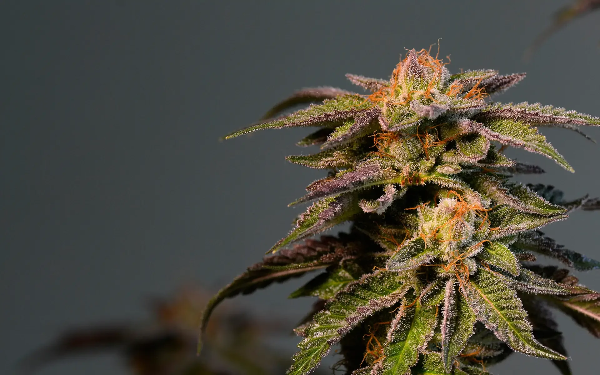 Risas Kush Latitudsurseeds 3