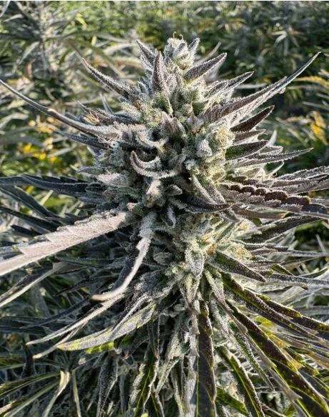 Scribbles Purple City Genetics