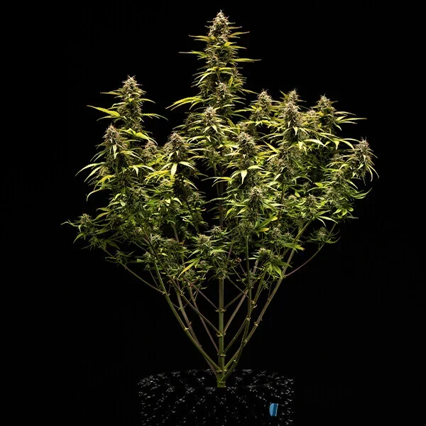 Cosmos F1 4