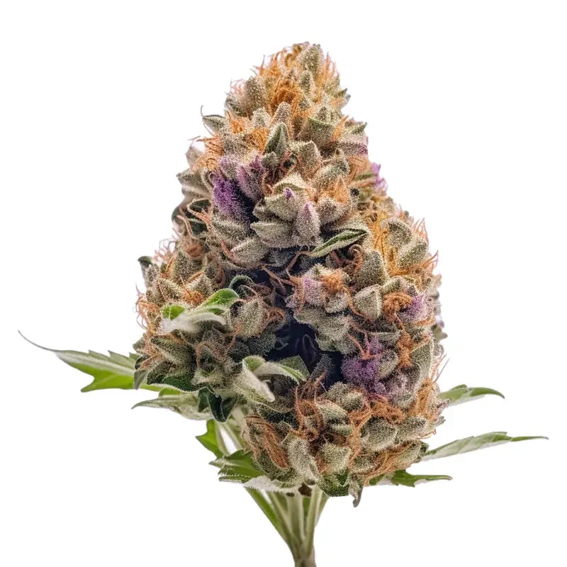 Gelato 44 3