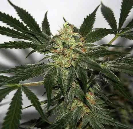 Skunk Haze