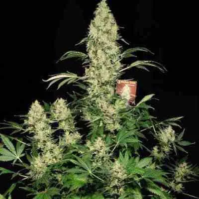 Ak 47