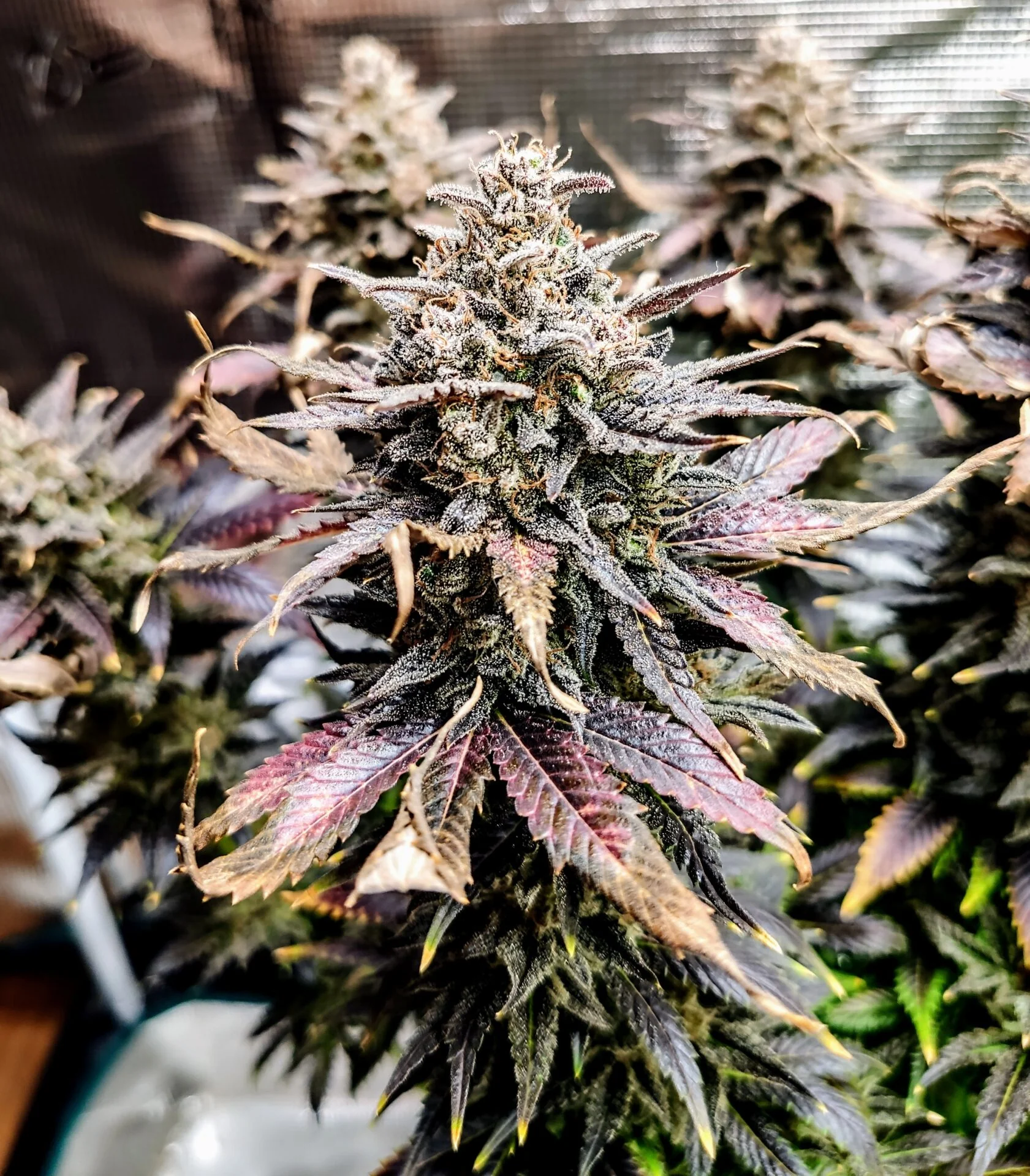 Mimosa Dog Latitudsurseeds