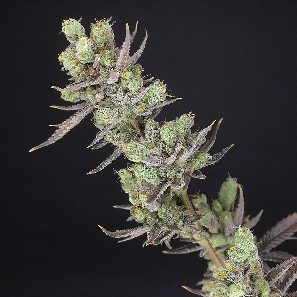 Big Banana Skunk