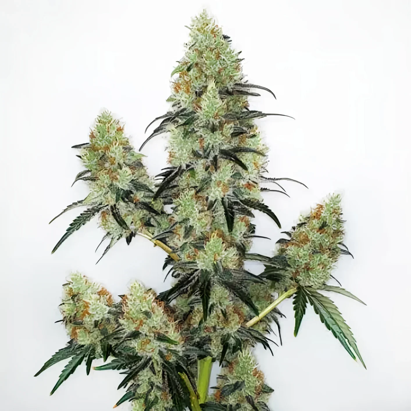 Lemon Zkittlez