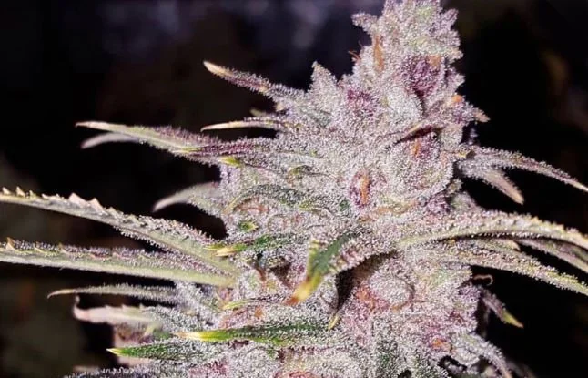 Tropicanna Haze 2