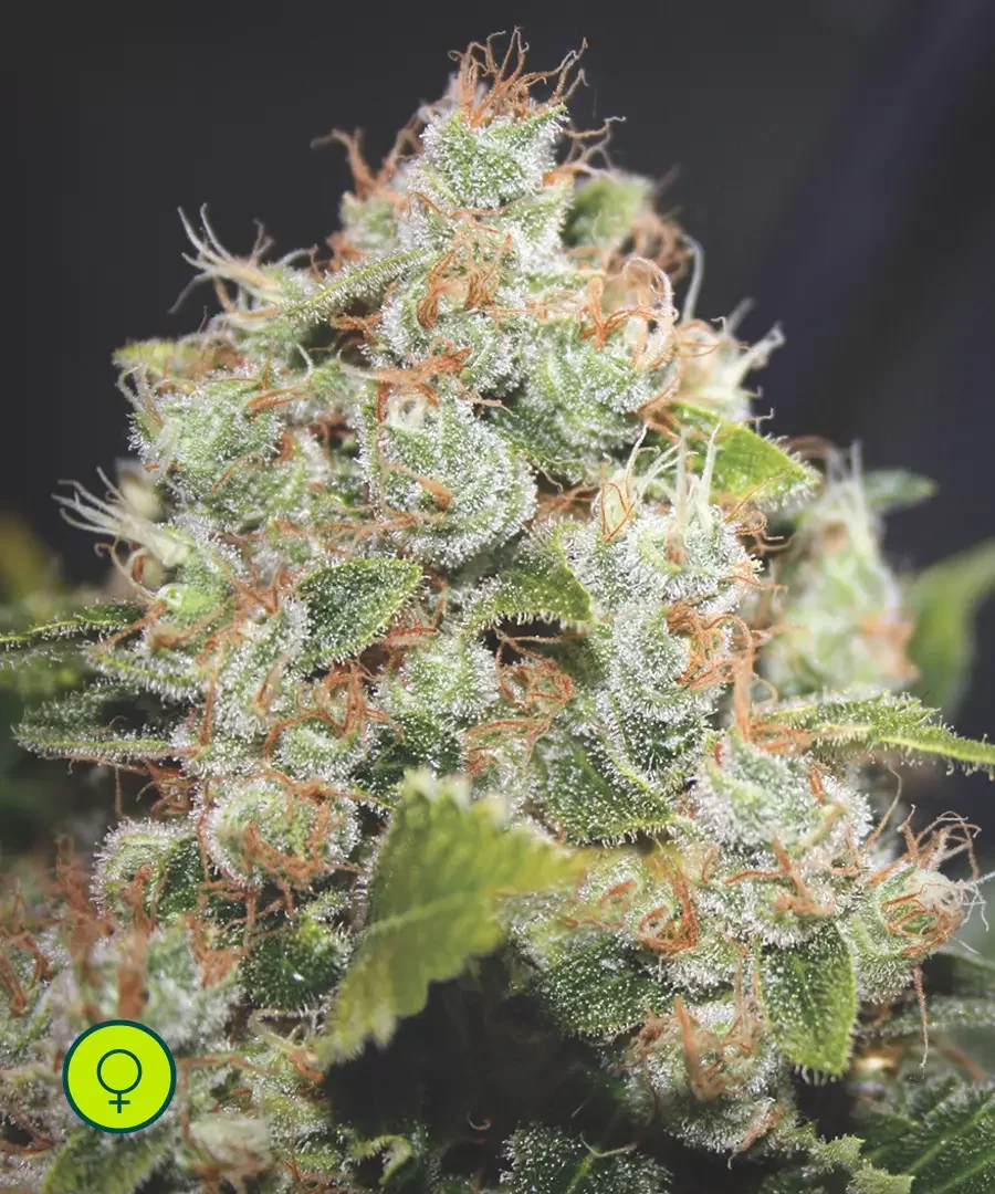Sour Diesel