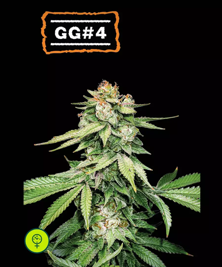 Gg 48 3