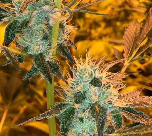 Tropicanna Haze