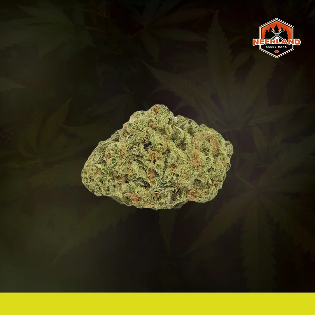 Amnesia Widow 5