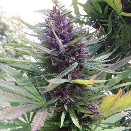Shaman Dutch Passion Fot Com 5