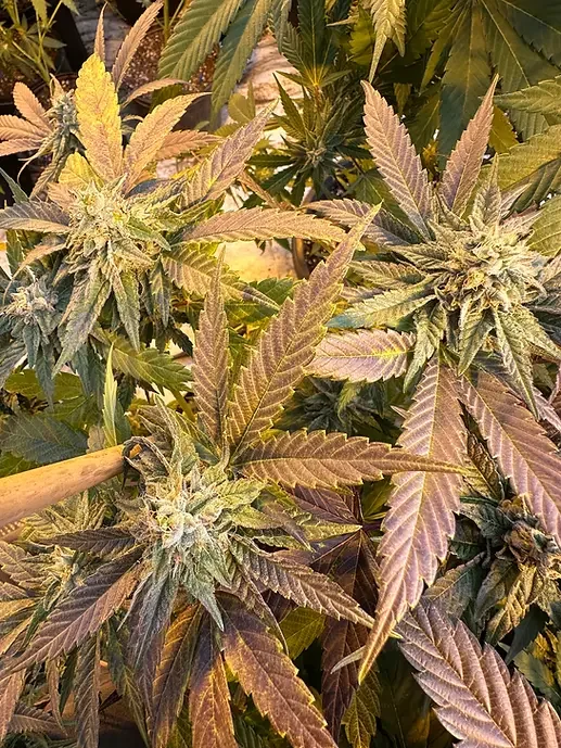 Grape Gelly Zkittles 4