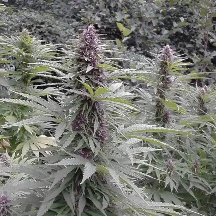 Purple 1 Dutch Passion Fot Com 5
