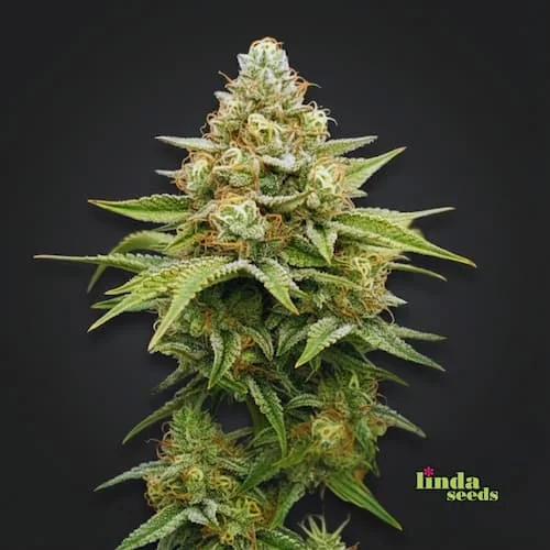 Gorilla Glue 4 5