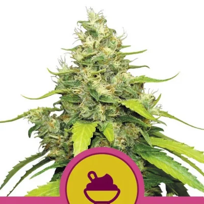 Blue Gelato