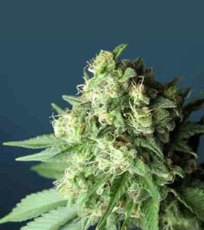 Green Crack 3