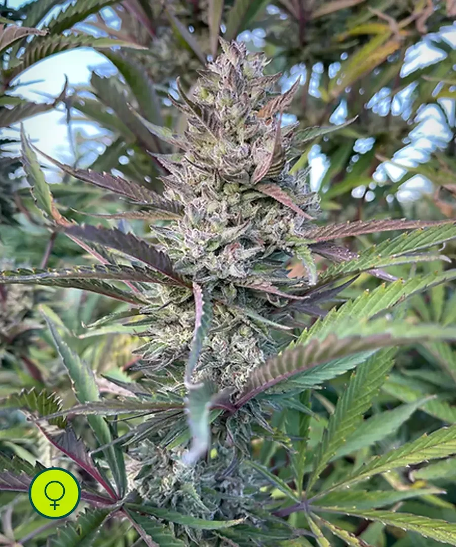 Strawberry Pie