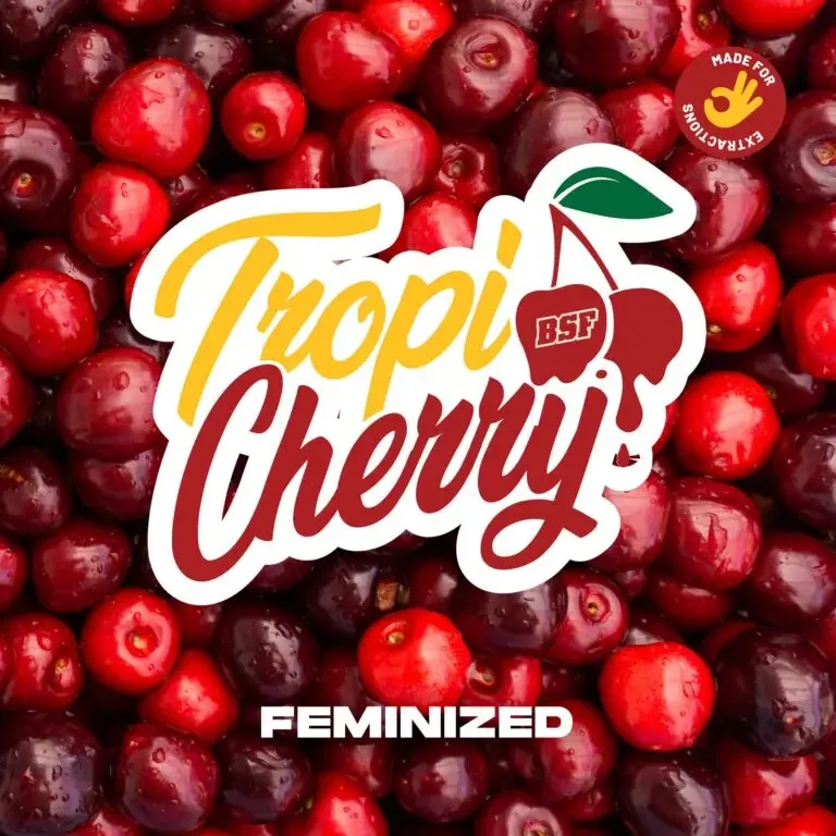 Tropi Cherry Bsf 3