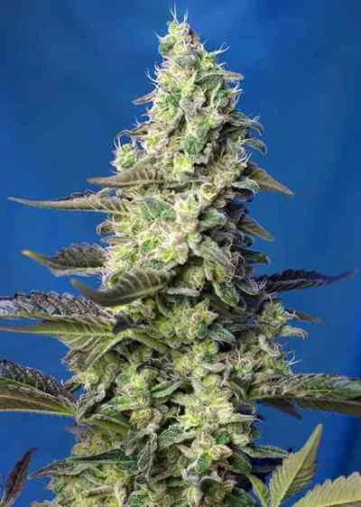 Green Poison Xl