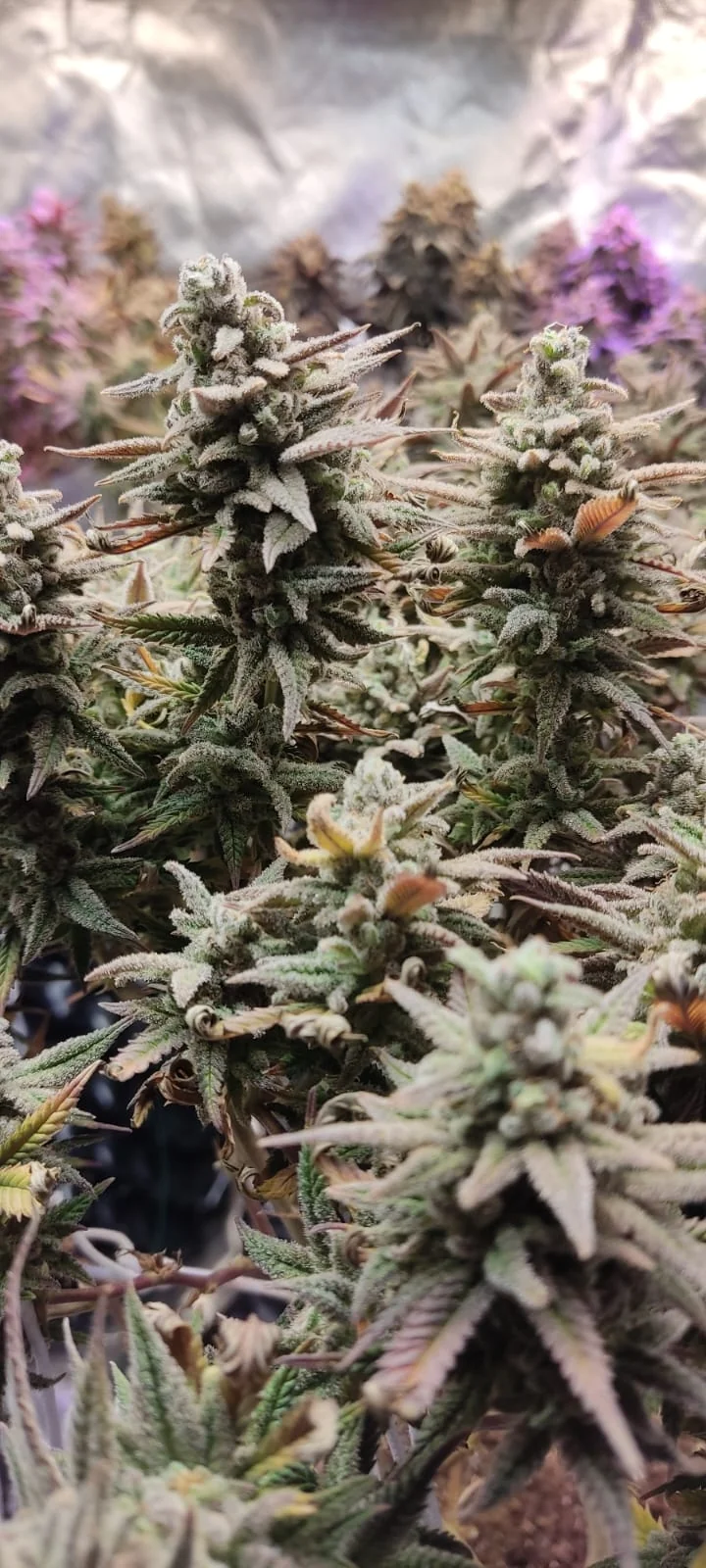 Matanuska Tf Cbd 3