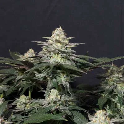 Gorilla Melon