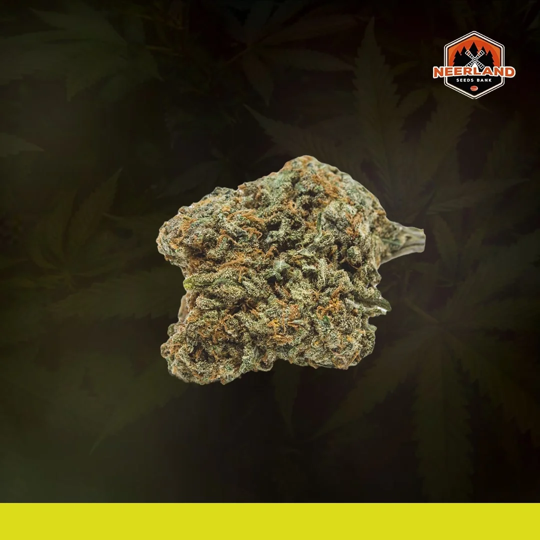 Blue Cheese