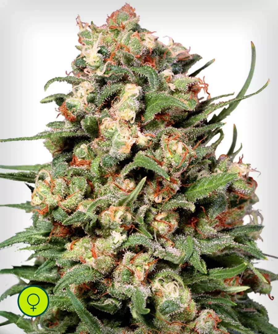 Skunk 11
