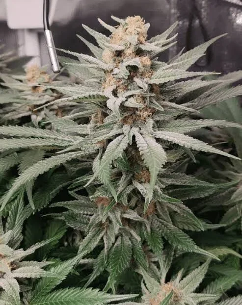 Gorilla Glue