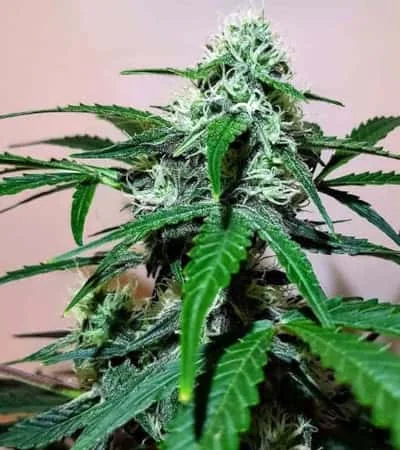 Zkittlez Og 3