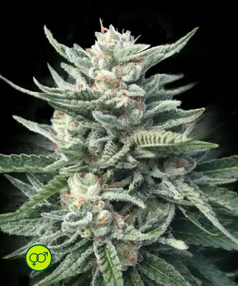 Tangilope Kush