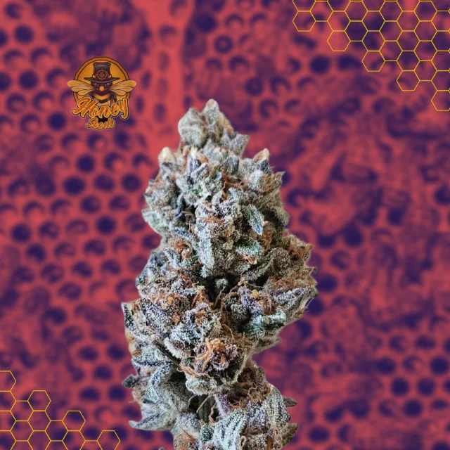 Girl Scout Cookies