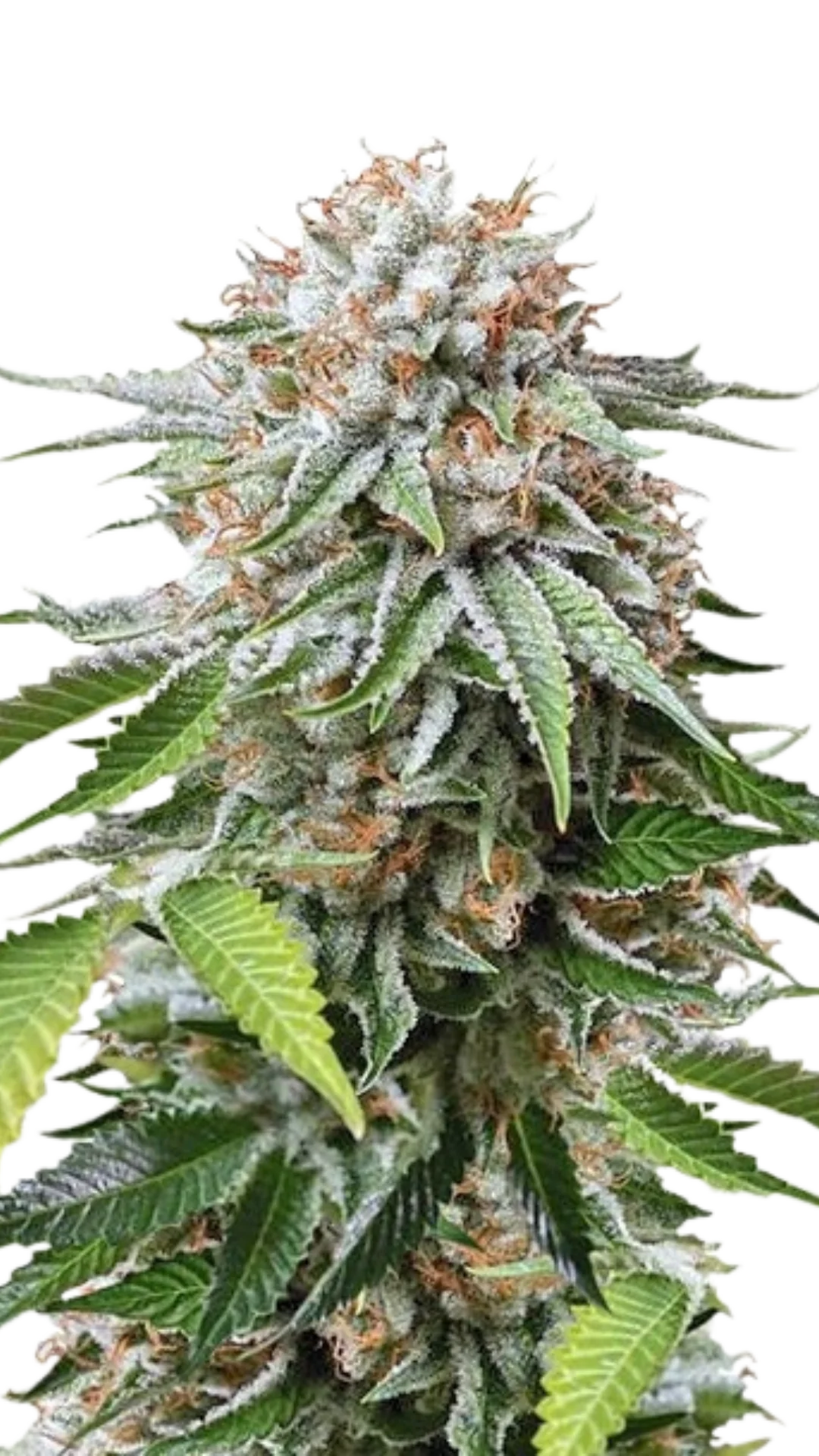 Mango Punch