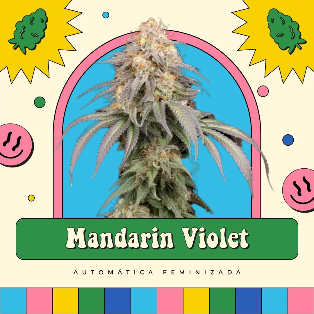 Mandarin Violet