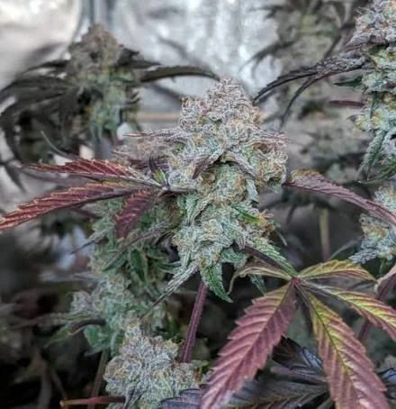 Cherry Biscotti 4