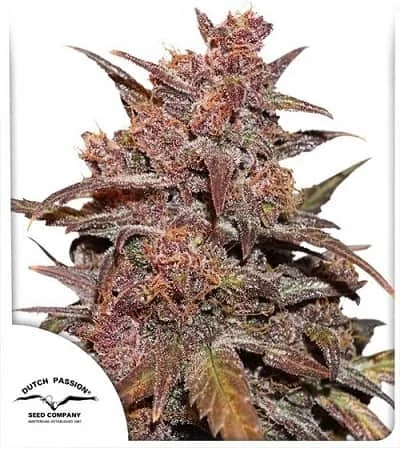 Cbd Blackberry Kush
