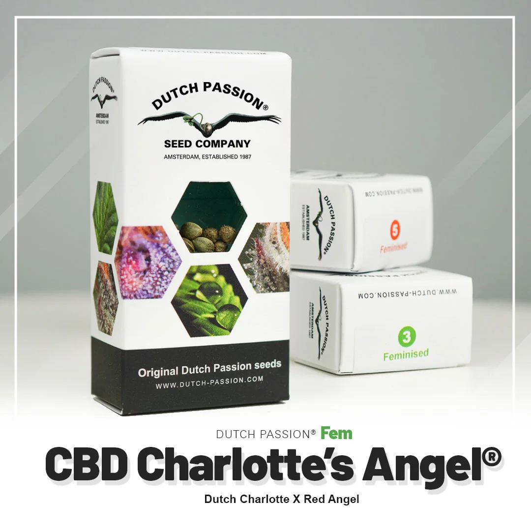 Cbd Charlottes Angel
