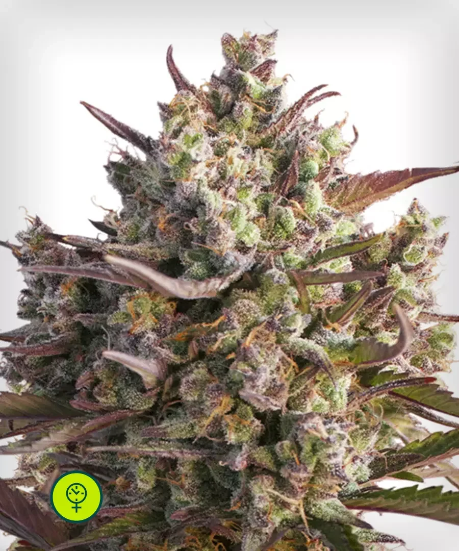 Blueberry