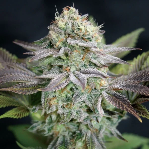 Blue Dream
