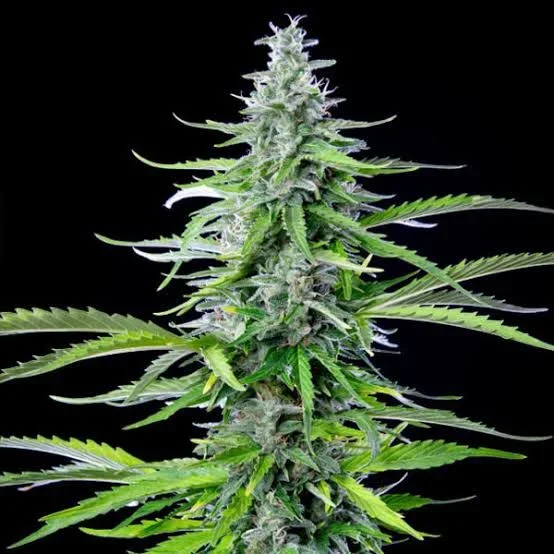 Royal Cookies 3