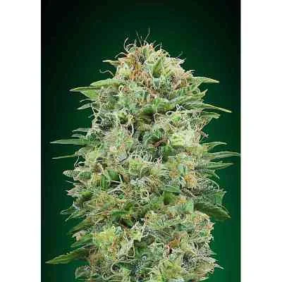 White Widow Cbd 3