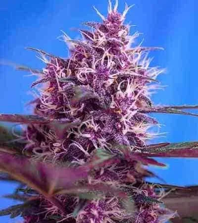 Red Poison