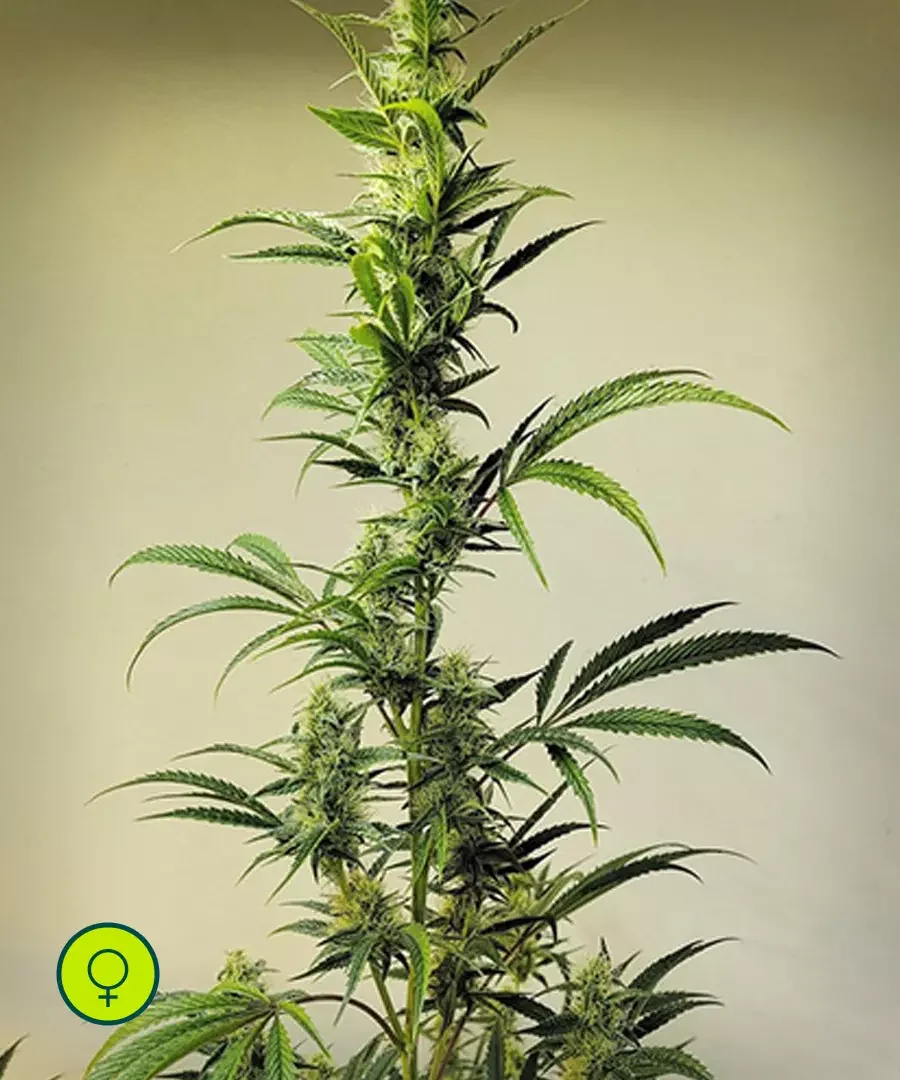 Ethos Haze Ibl 2