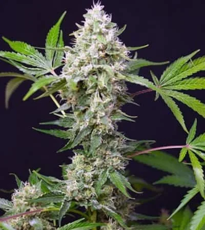 Sweet Amnesia Haze Xl 3