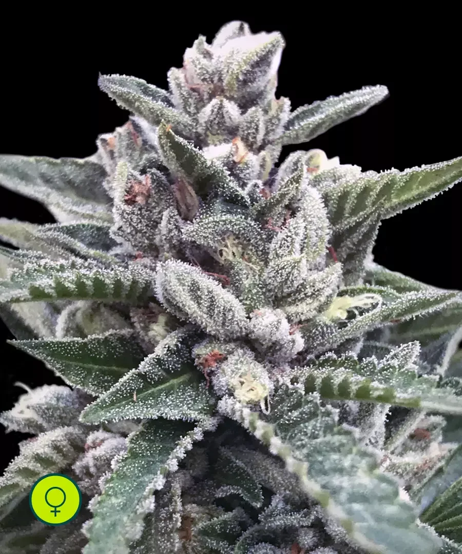 Kosher Sorbet 2