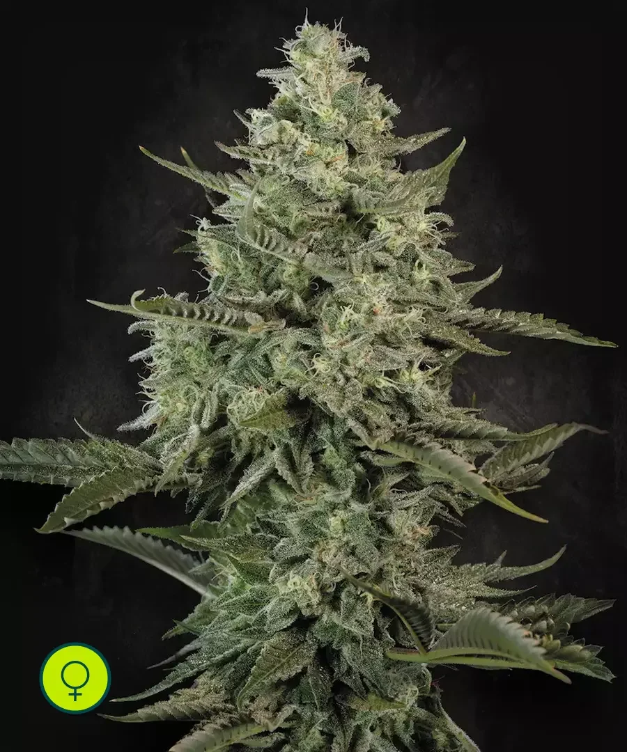 Mendo Creme 2