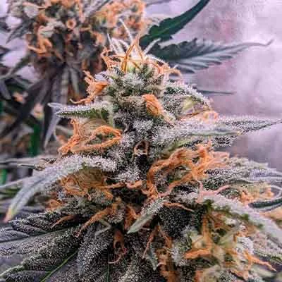 Zkittlez