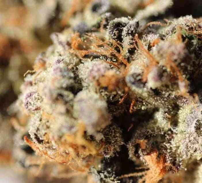 Girl Scout Cookies 4