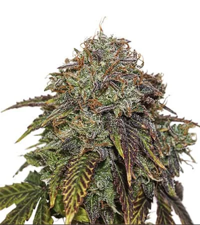 Gelato 41